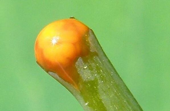 lastnosti celandina pri zdravljenju papiloma