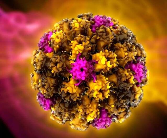 Humani papiloma virus